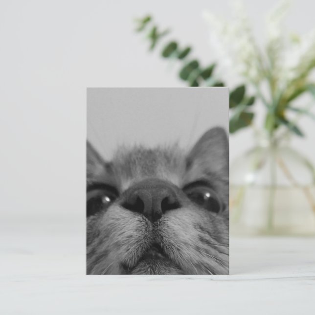 Svart&vit katt Ansikte Vykort (Stående Fram)