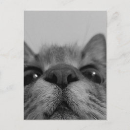 Svart&vit katt Ansikte Vykort