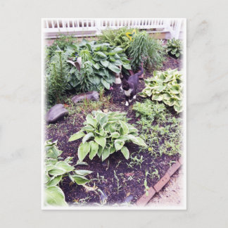 Svart-vit katt vykort