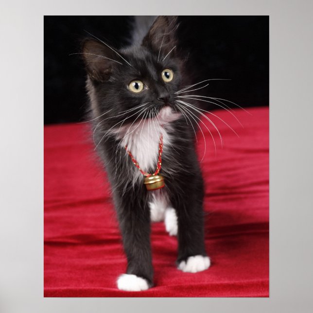 Svart & vit korthårig kattunge, 2 1/2 månader poster (Framsidan)