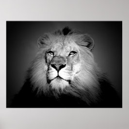 Svart & Vit Lejon Affisch Print