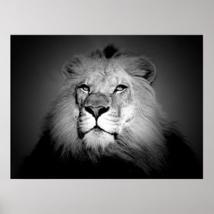 Svart & Vit Lejon Affisch Print