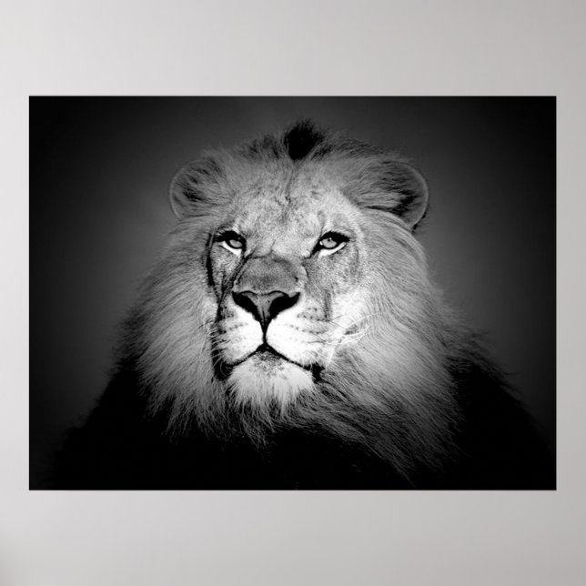 Svart & Vit Lejon Affisch Print (Framsidan)