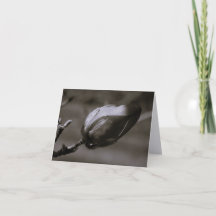 Svart & Vit Magnoliaknopp Minimalistisk Fin Konst