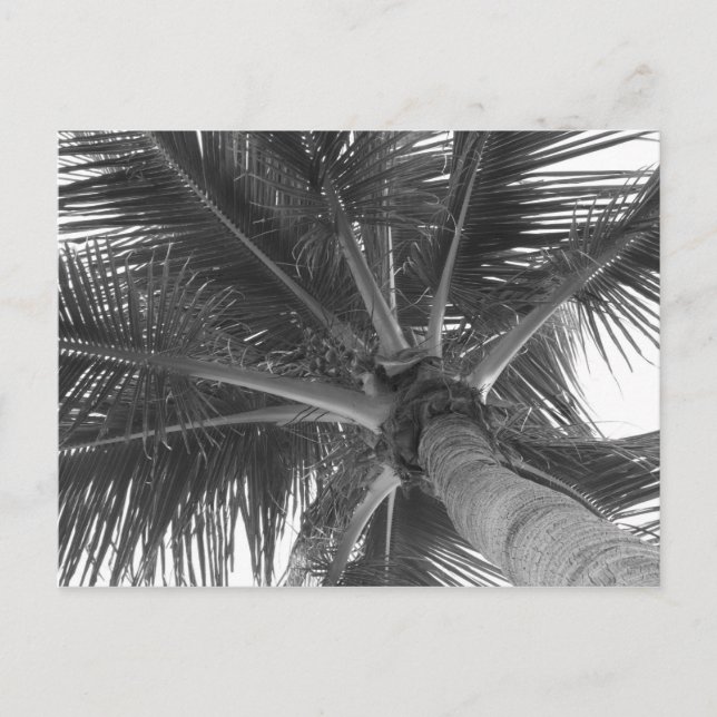 Svart & Vit Palm vykort (Framsida)