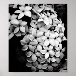Svart & vit poster