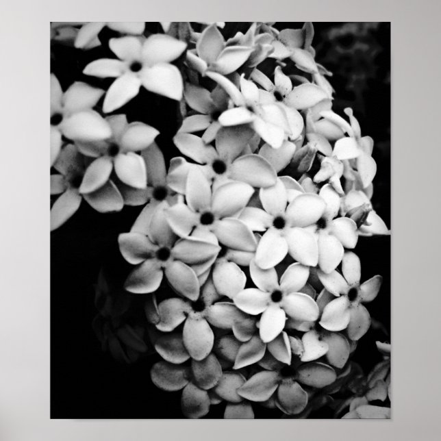 Svart & vit poster (Framsidan)