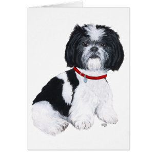 Svart & Vit Shih Tzu Hälsningskort