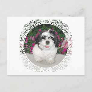 Svart & Vit Shih Tzu Valp Räddnings Hund Vykort