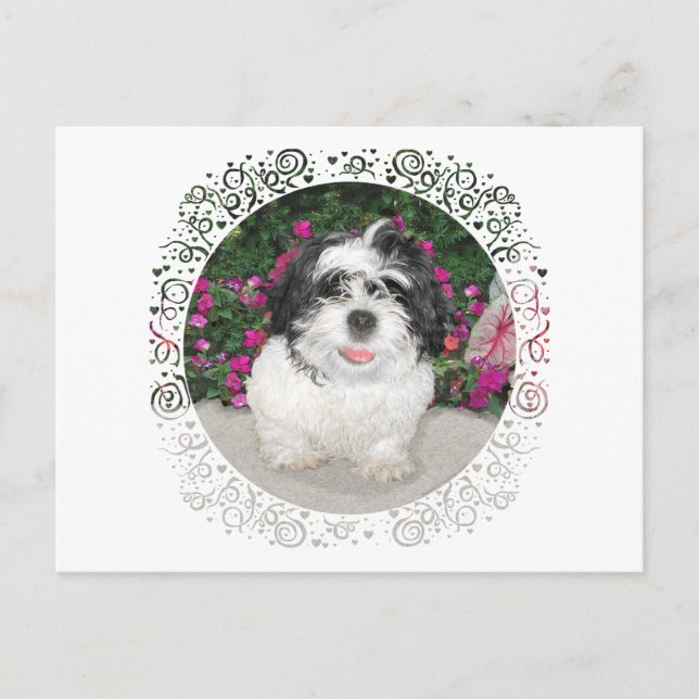Svart & Vit Shih Tzu Valp Räddnings Hund Vykort (Framsida)