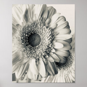 Svart vit tusenskönsblomma foto poster