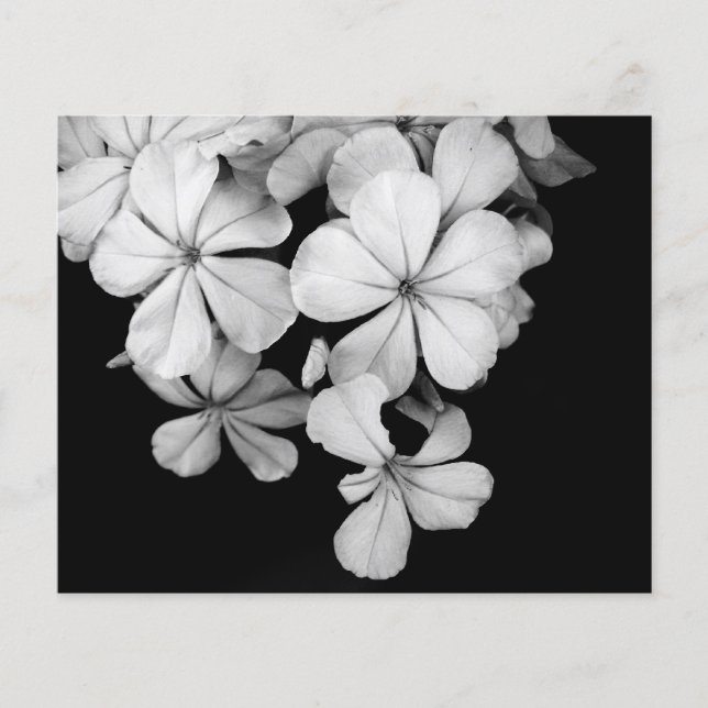 Svart-vit vykortdesign (Framsida)