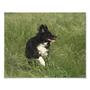 svart- & vitaustralian shepherd på lek fototryck