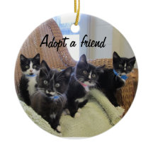 Svart- & vitkattungar