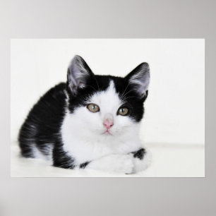 Svart Vitt Eftertänksamt Kattunge Affisch