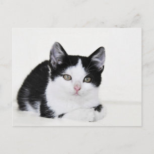 Svart Vitt Eftertänksamt Kittens vykort