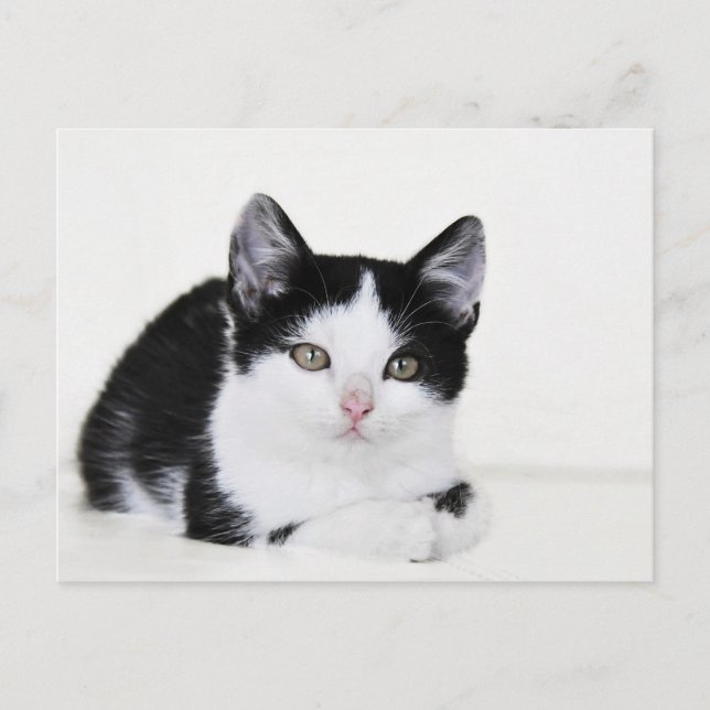 Svart Vitt Eftertänksamt Kittens vykort (Framsida)