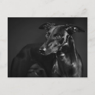 Svart whippet vykort