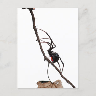 Svart Widow Spider, Gothic, Nature, Arachnophobia Vykort
