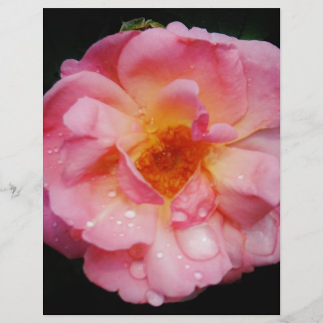 Svarta bakgrunden för rosa ros med nyans/droppe (Framsida)