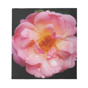 Svarta bakgrunden för rosa ros med nyans/droppe anteckningsblock