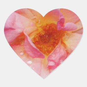 Svarta bakgrunden för rosa ros med nyans/droppe hjärtformat klistermärke