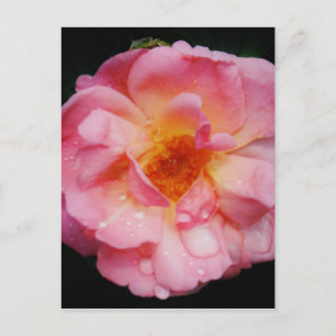 Svarta bakgrunden för rosa ros med nyans/droppe vykort