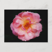 Svarta bakgrunden för rosa ros med nyans/droppe