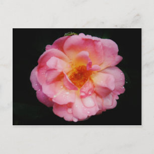 Svarta bakgrunden för rosa ros med nyans/droppe vykort