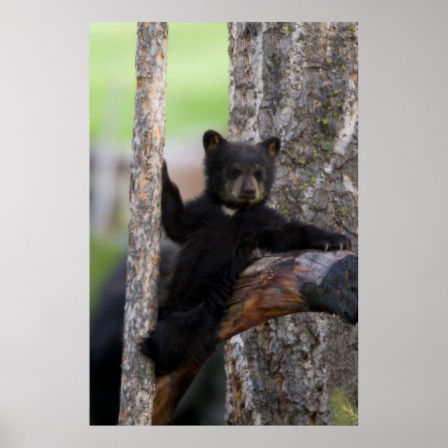 Svarta björnars unge som vilar poster (Framsidan)