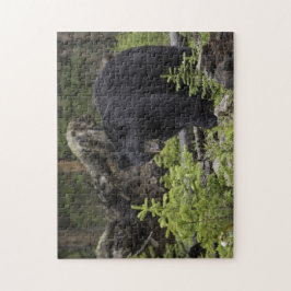 Svarta björnen i skogen pussel