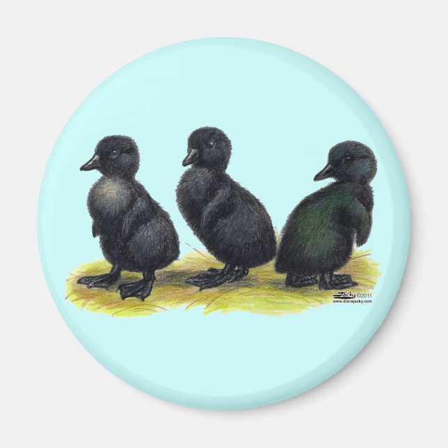 Svarta Cayugaankungar Magnet (Framsidan)