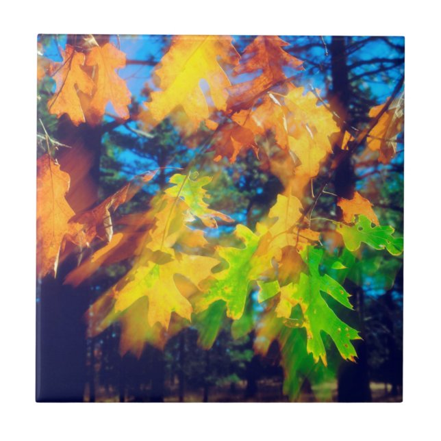 Svarta ekblad som blåser i vinden kakelplatta (Framsidan)