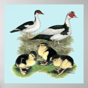 Svarta fläckiga myskänder familj poster