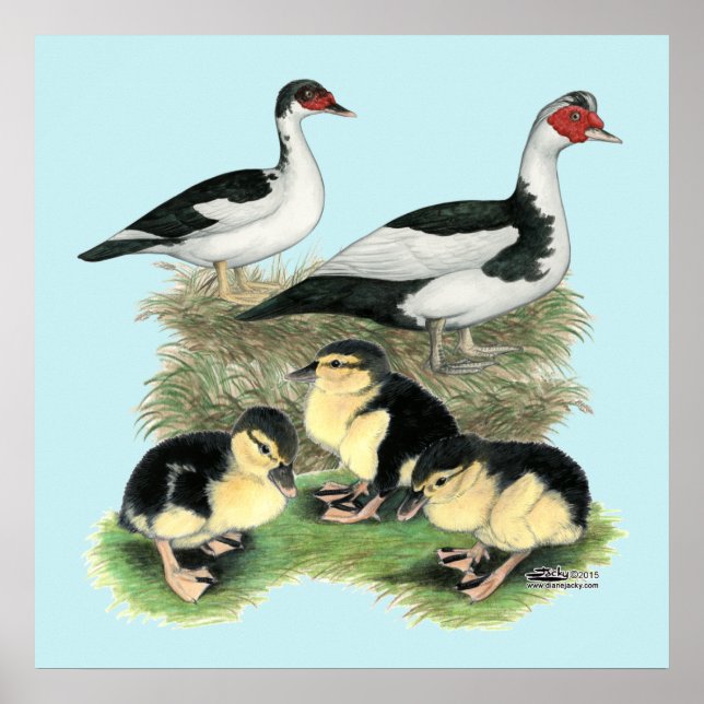 Svarta fläckiga myskänder familj poster (Framsidan)