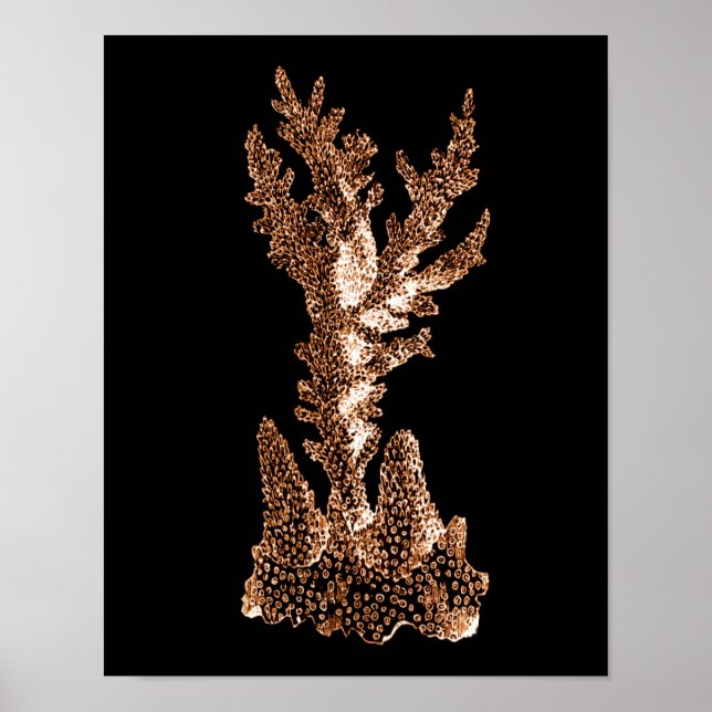 Svarta havsstranden i korallkusten poster (Framsidan)