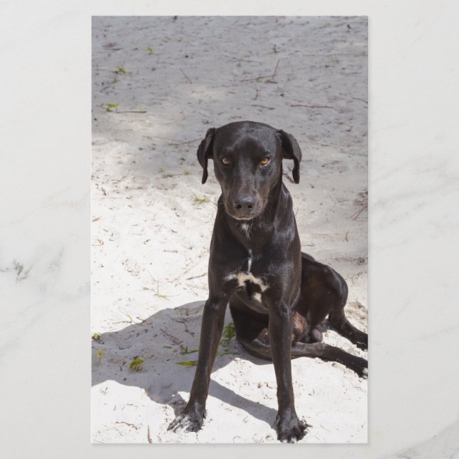 Svarta hund med det onda öga brevpapper (Framsida)