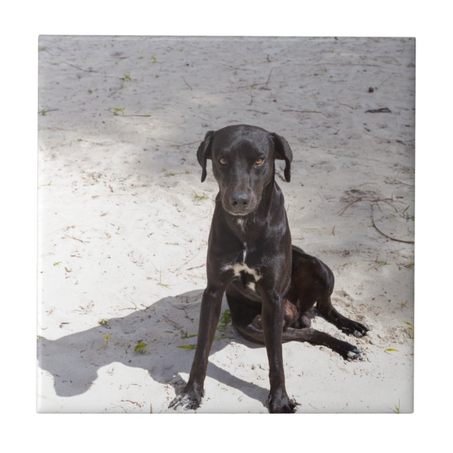 Svarta hund med det onda öga kakelplatta (Framsidan)