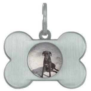 Svarta hund med det onda öga namnbricka husdjur