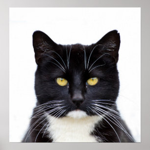 Svarta katter Photo Poster