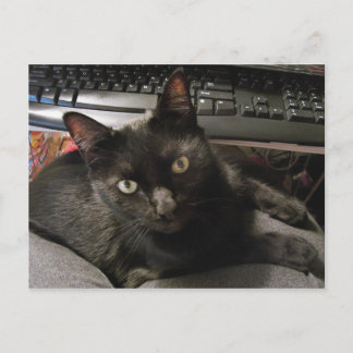 Svarta katter Sten Vykort