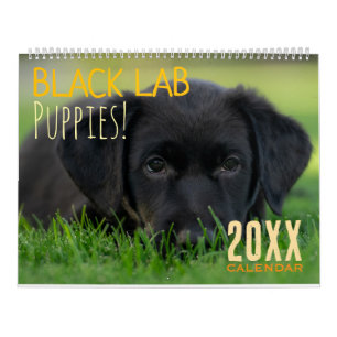 Svarta Lab Puppies Kalender Valp Hund Labrador