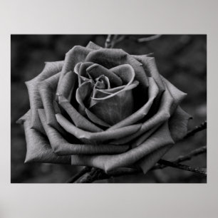 Svarta och Vit ros blomma Poster