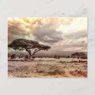 Svarta och vita Acacia på Afrikas Savanna Vykort