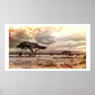 Svarta och vita Acacia på den afrikanska Savanna-p Poster