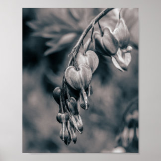Svarta och vita blödande hjärta blommor, romantisk poster