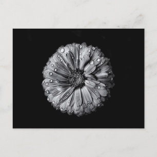 Svarta och vita blommor 10 vykort