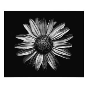 Svarta och vita blommor 18 fototryck