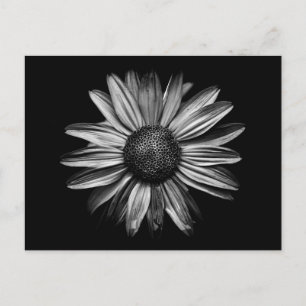 Svarta och vita blommor 18 vykort