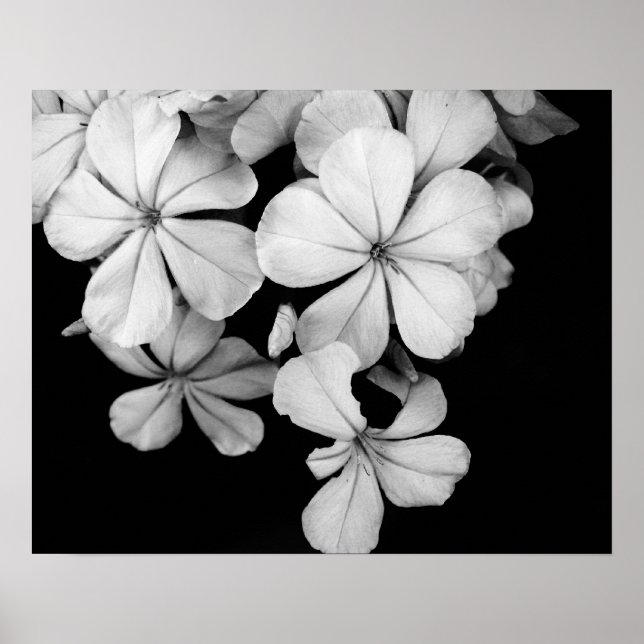 Svarta och vita blommor närbild poster (Framsidan)